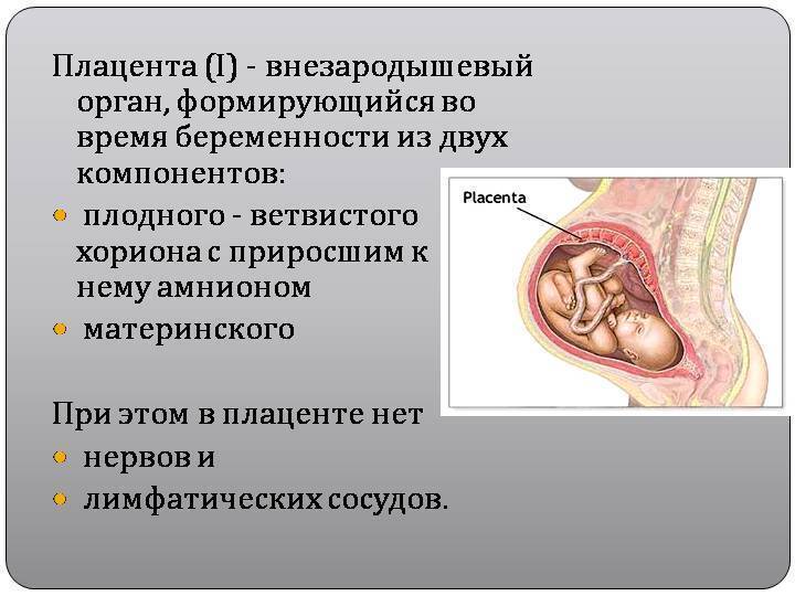 Плацента на какой неделе. Хорион плацента пуповина. Этапы формирования плаценты. Стадии формирования плаценты. Пороки развития плаценты.