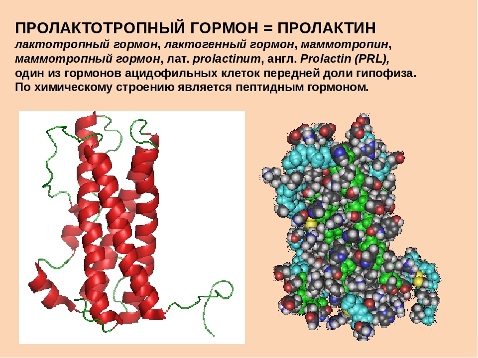 Причина гормон пролактин. Пролактин химическая структура. Гормон пролактин химическое строение. Пролактин структура гормона. Пролактин лютеотропный гормон.