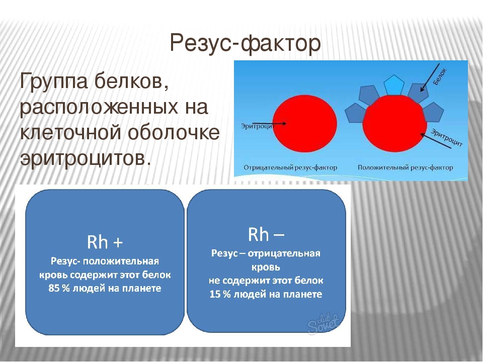 Отрицательный или положительный резус фактор. Элементы крови содержащие резус-фактор. Rh rh резус фактор. Отличие резус факторов крови.