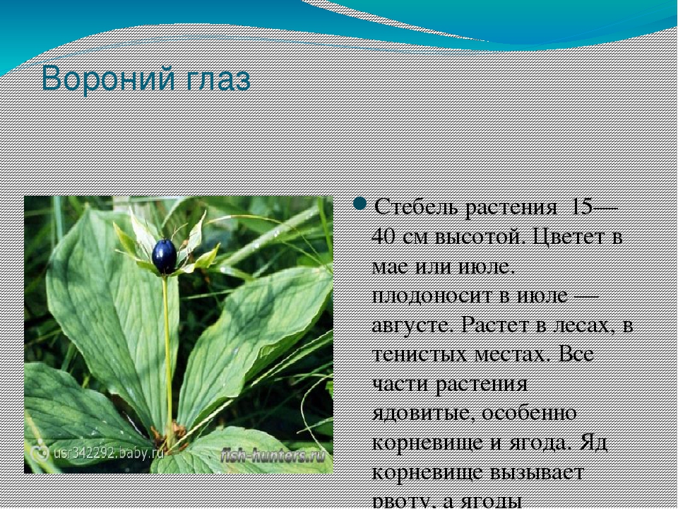 Ядовитые растения фото и название и описание