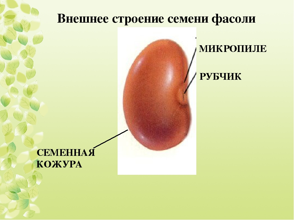 Рассмотрите внешний