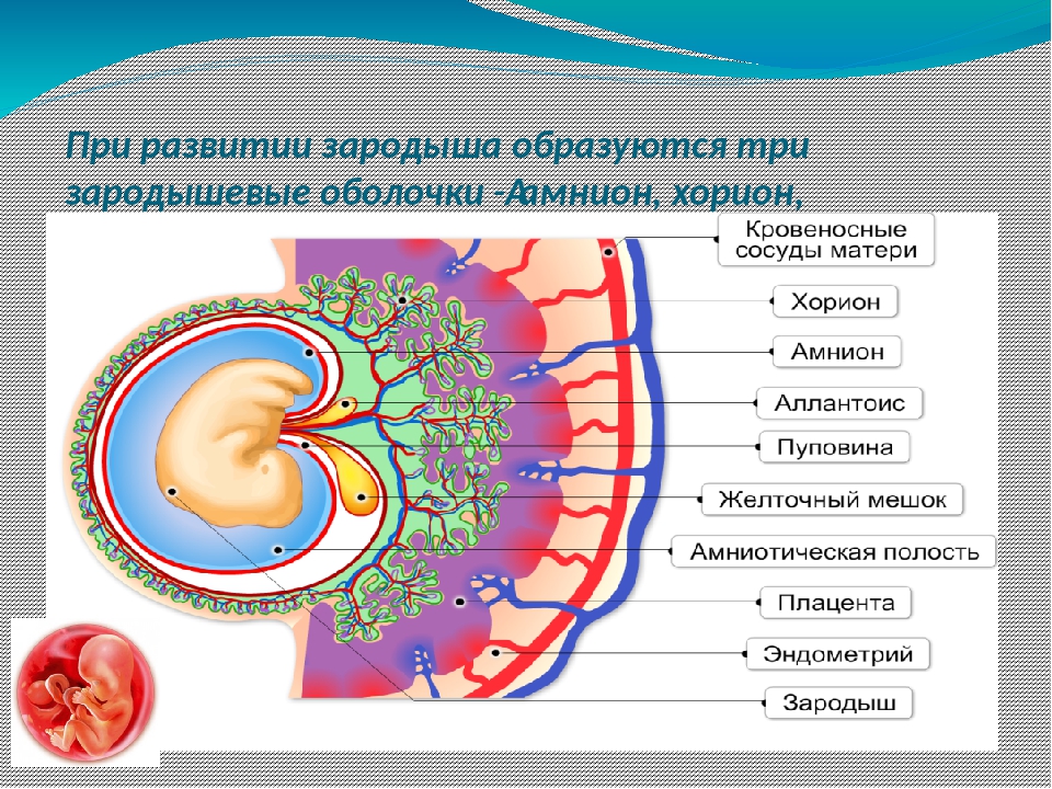 Формирование оболочек