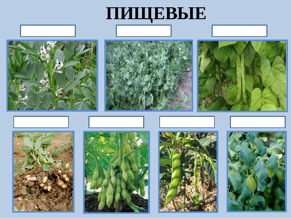 Пищевые растения примеры. Бобовые растения. Бобовые растения названия. Разновидности гороха. Бобовые культурные растения.