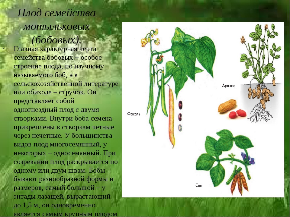 Плод боб семейство. Семейство Мотыльковые бобовые плод. Плоды бобовых мотыльковых растений. Семейство бобовые плод стручок. Типы плодов мотыльковых растений.