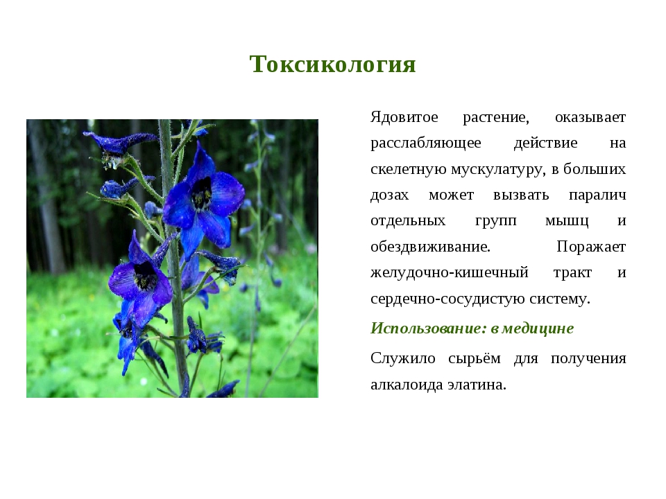 Ядовитые травы россии фото и названия