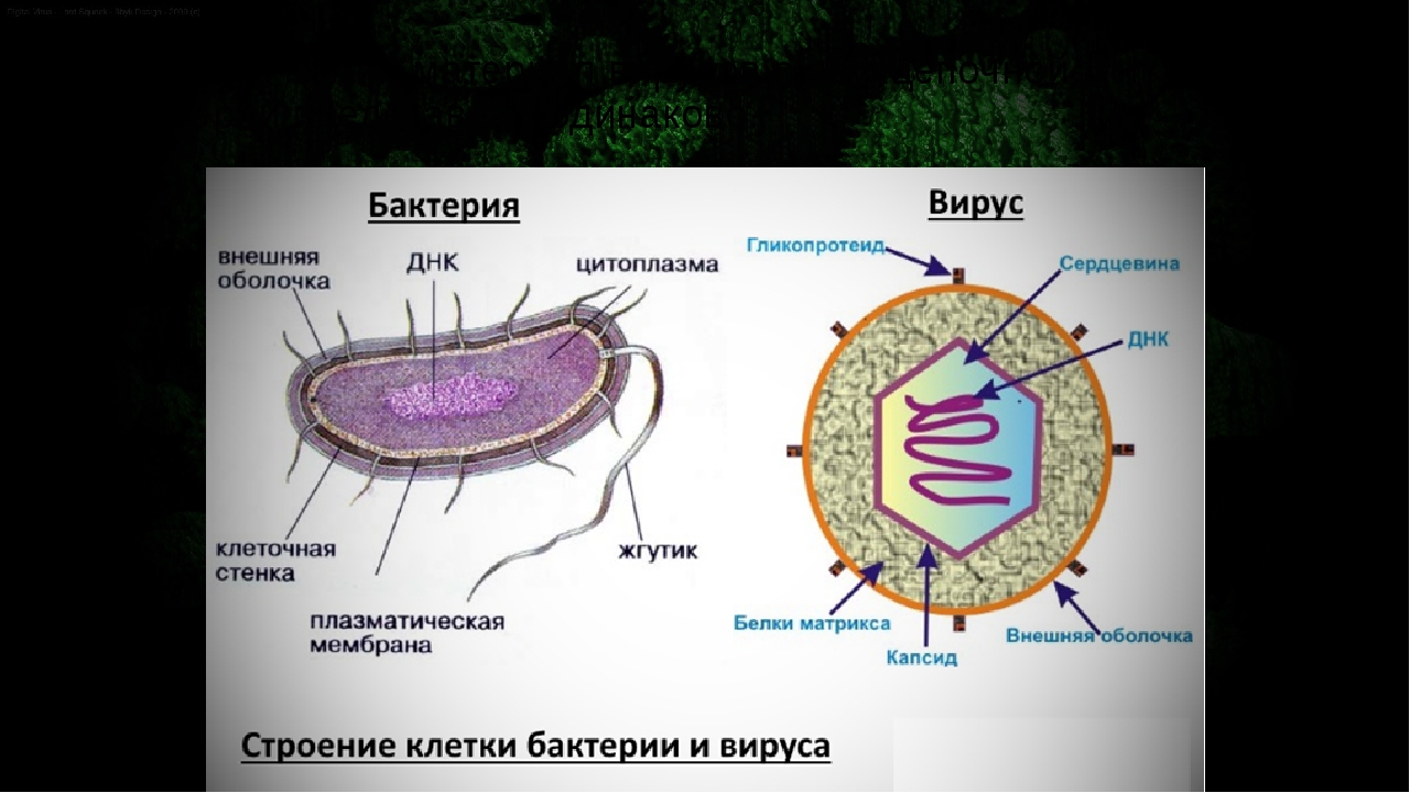 Различие вирусов. Отличие вирусов от бактерий таблица. Различия вируса от бактерии. Строение бактериальной и вирусной клетки. Строение вирусов и бактерий.