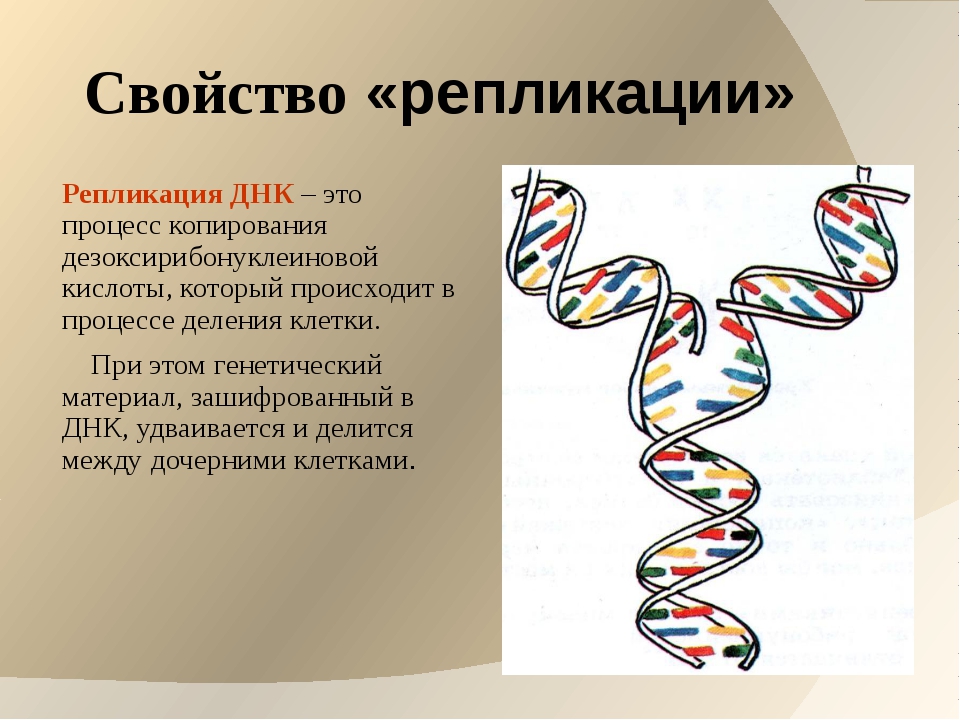Значение молекул днк. Репликация самоудвоение ДНК. Свойства репликации ДНК. Репликация ДНК биология. Репликация и репарация ДНК.