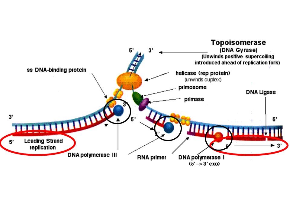 Рнк зависимая рнк полимераза. ДНК полимераза в репликации ДНК. Топоизомераза в репликации ДНК. РНК полимераза репликация. ДНК-зависимая РНК-полимераза прокариот.
