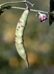 Stem Anthracnose Green Beans