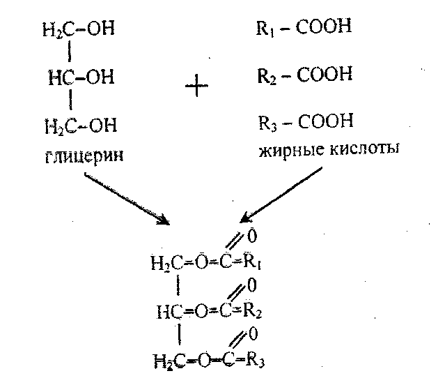 Глицерин и жирные кислоты. Глицерин и жирная кислота схема. Расщепление жиров до глицерина и жирных кислот. Жиры глицерин и жирные кислоты.