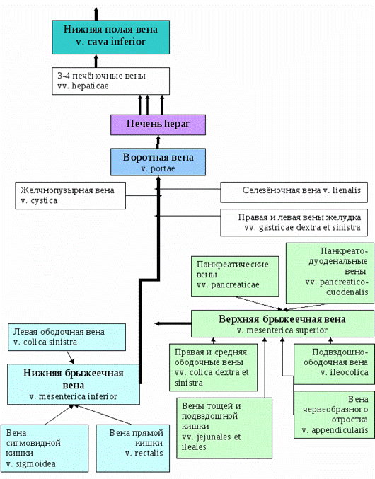 Нижняя система. Верхняя полая Вена схема. Система верхняя полая Вена схема. Нижняя полая Вена схема. Верхняя полая Вена Граф структура.