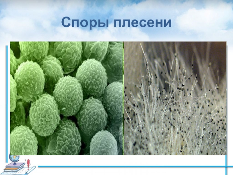 Виды плесени. Споры плесени. Споры плесени в воздухе. Какая бывает плесень.