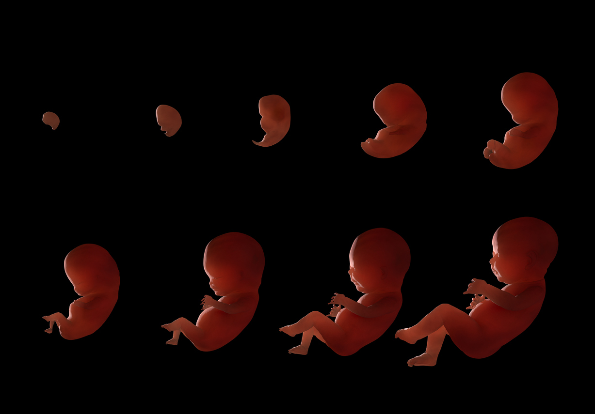 Эволюция ребенка в утробе матери