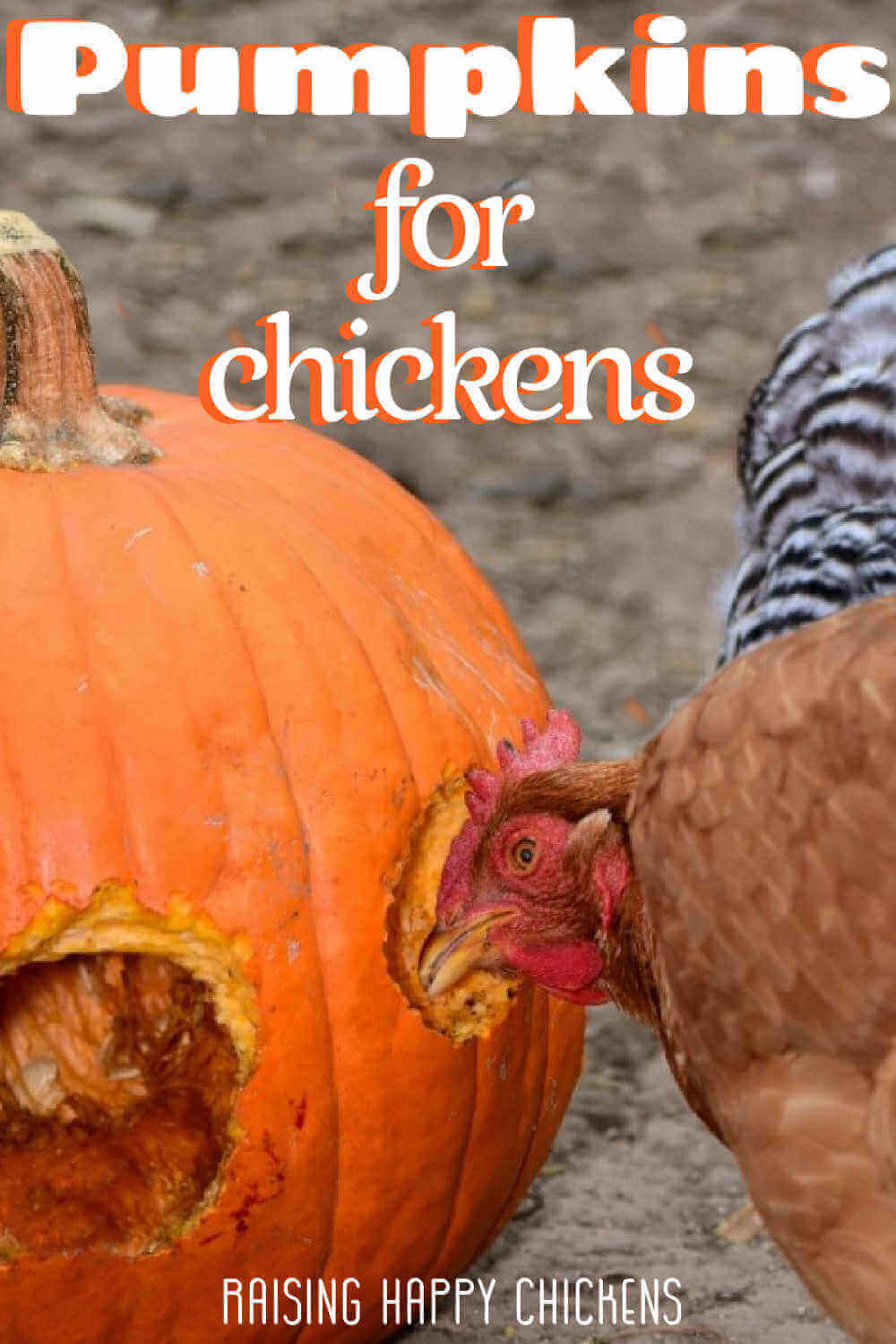 Why are pumpkins good for chickens? Pin for later!