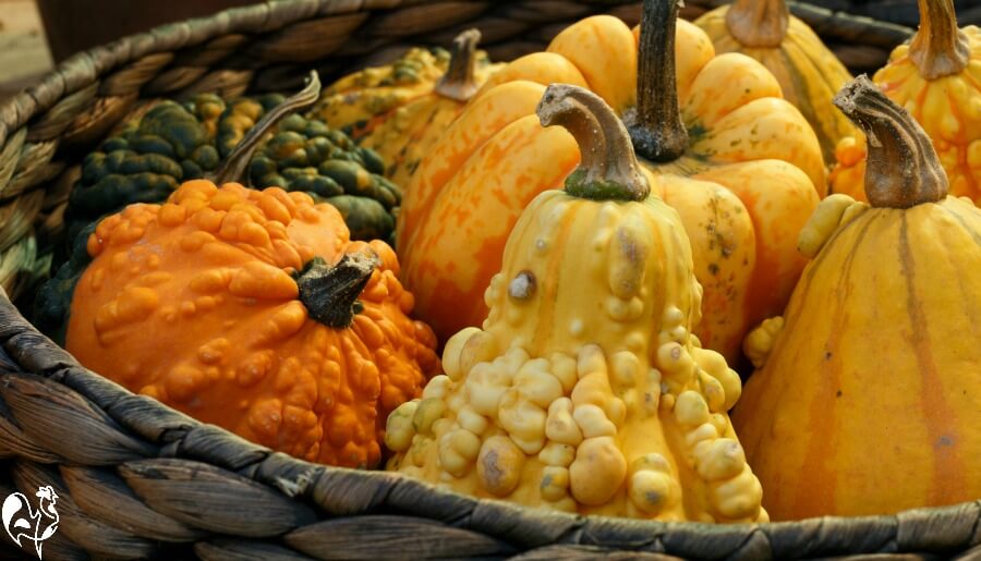 Squash varieties - all of them are good for chickens.